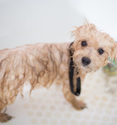 Full bath - pet grooming- nail trimming- nail cutting- anal gland- ear cleaner-luxury shampoo- spa