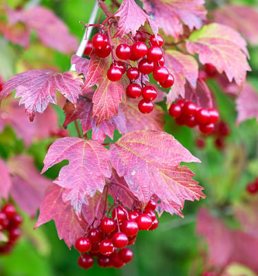 Arbuste à baies rouges participant à la biodiversité de la Résidence Santini