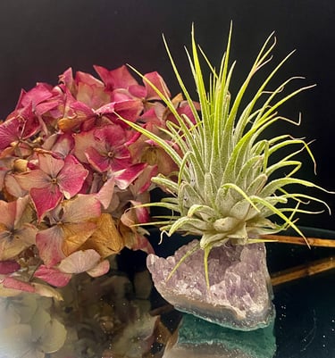 black craft by ck plant terrariums open terrarium sand plant sustainable nature hand crafted  glass jar crystals independent 