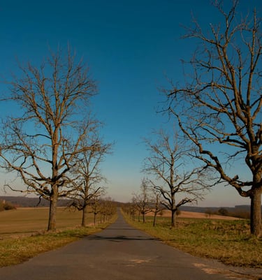 Estrada longa e reta, ladeada por árvores sem folhas, com céu azul e paisagem rural ao redor.