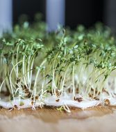 watercress-has-lot-of-vitamin-A