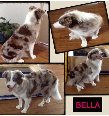 Pedigree Border Collie
