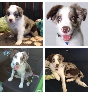 chocolate merle border collie 