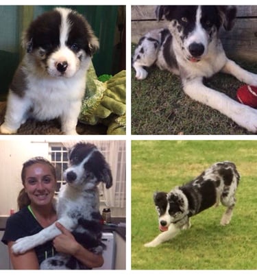 blue merle border collie puppies 