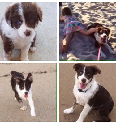 chocolate merle border collie 