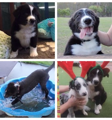 black and white border collie puppies 
