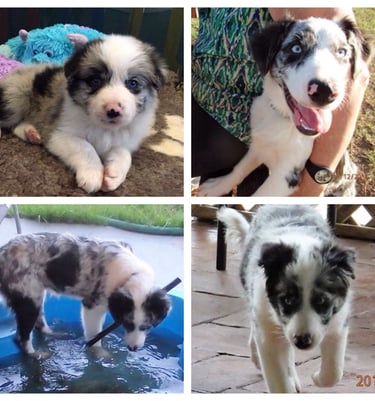 blue merle border collie 