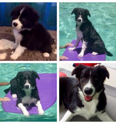 black and white border collie puppies 