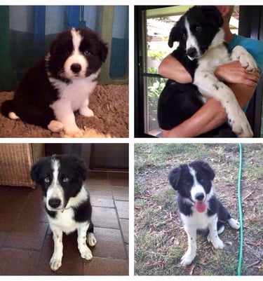 black and white border collie puppies 