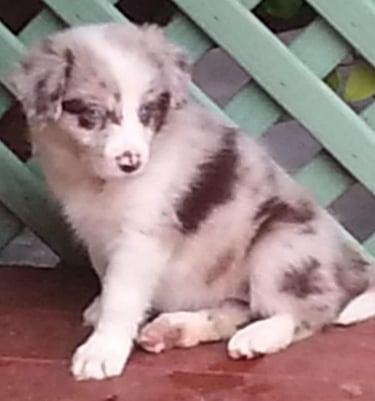Puppies