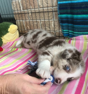 Eight Week Chocolate Merle Border Collie Puppy Pedigree 