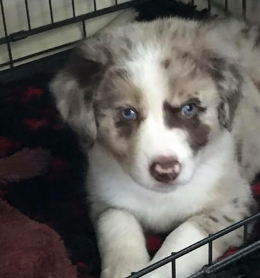 Tri Chocolate Melre puppy 