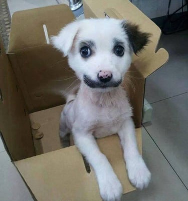 a cute puppy in a cardboard box.