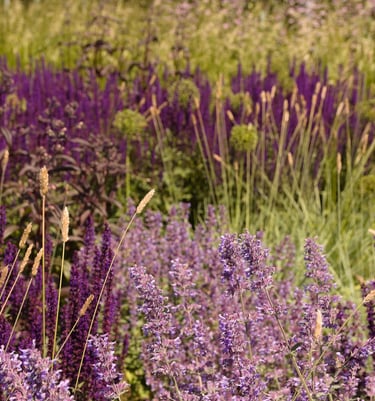 Želdyno projekto nuotrauka