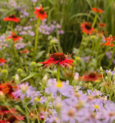 Želdyno projekto nuotrauka