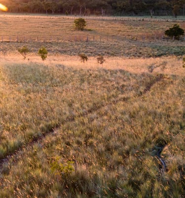Land for reforestation in Colombia, Terra Forest