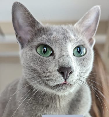 bleu russe chat - russian blue cat