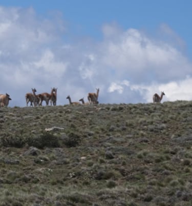 Guanaco, Patagonia Wildlife