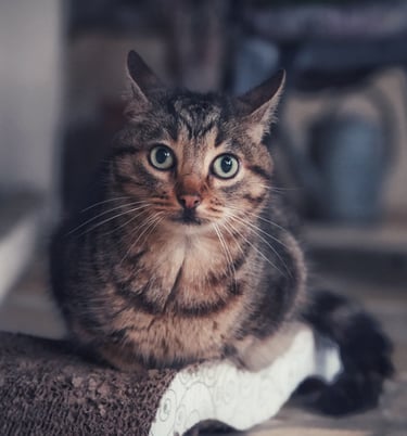 Un chat qui regarde vers nous surpris