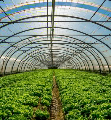 a large green plant growing inside a large green space