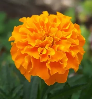 Orange marigold flower