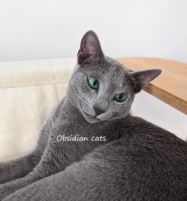 élevage de chat bleu russe france