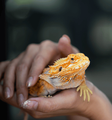 someone holding their pet bearded dragon