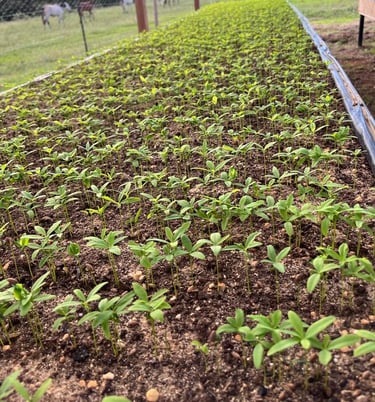 Nursery, Terra Forest