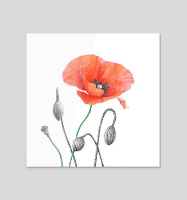 Poppies sticker