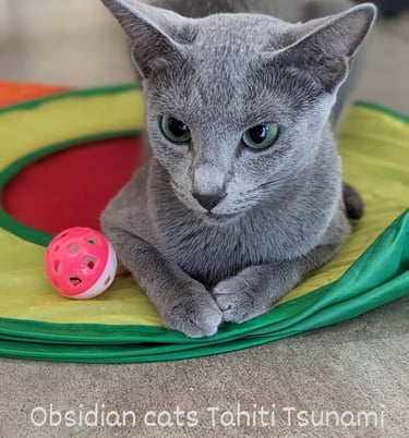 bleu russe chat elevage