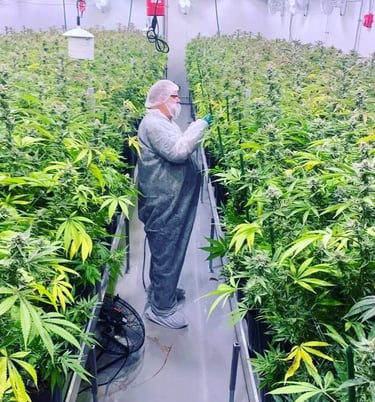 David Johnson in a commercial cannabis garden