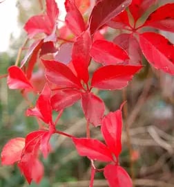 Red Ivy leaves