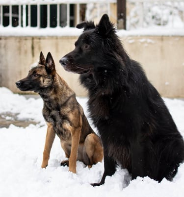Two dogs sitting: one black long-haired, and one smaller fawn short-haired.