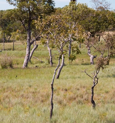 reforestatoin trees in Colombia