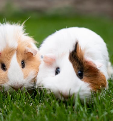 three guineas are sitting in the grass
