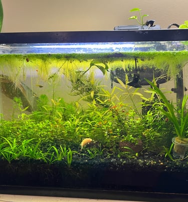 planted aquarium fish tank