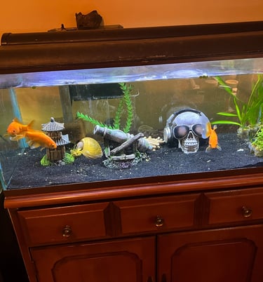 goldfish aquarium fish tank