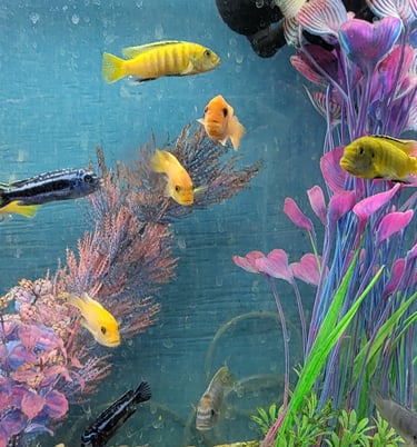 African Cichlids - Pet Den