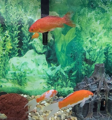 Pond Comets - Pet Den