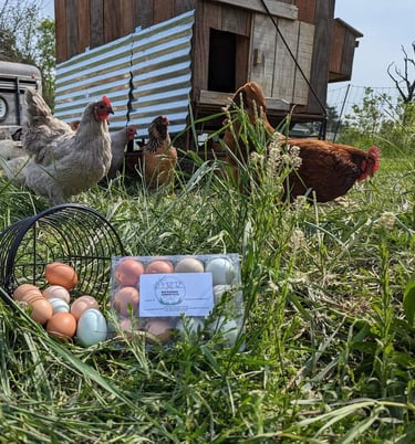 egg in basket in grass with chicken and coop in back ground