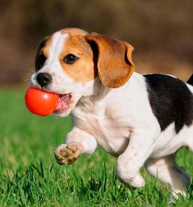 a dog is running with a ball in its mouth