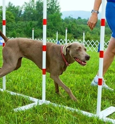 a dogueue dogueueueueueueueueueueue