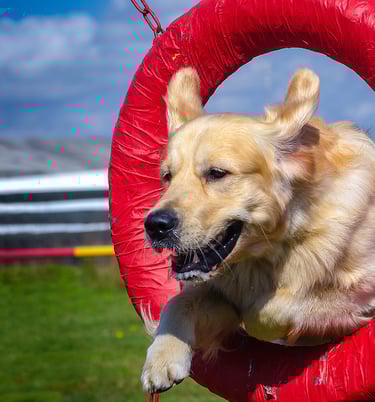 a dog is playing with a red tire in a tire - less tire