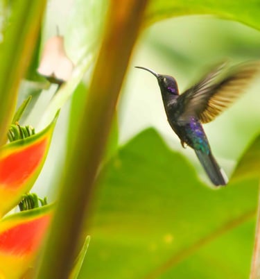 birding guide el salvador Rodolfo Walsh - hummingbird flying