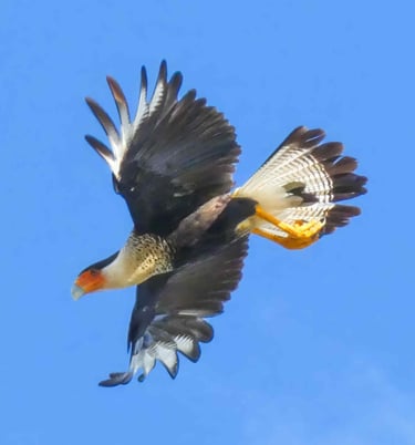 Birdwatching tours el salvador- Caracara flying through the air with its wings open