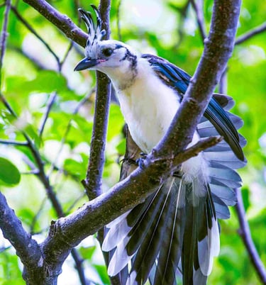 birding el salvador - Magpie Jay
