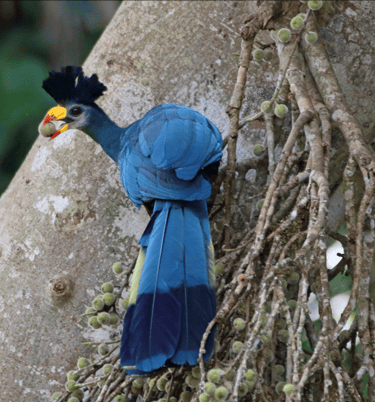 Great Blue Turaco