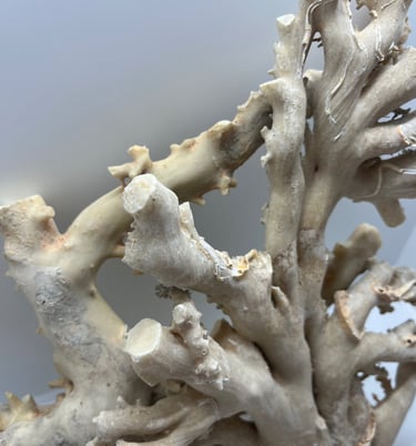 corallo rosa dell'oceano pacifico