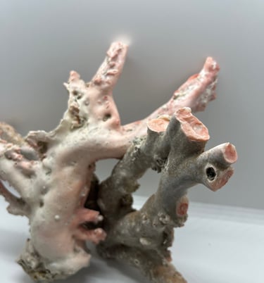 corallo rosa dell'oceano pacifico