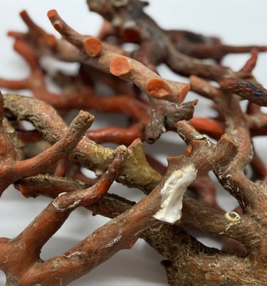 corallo Sciacca del mar mediterraneo ( corallium rubrum)